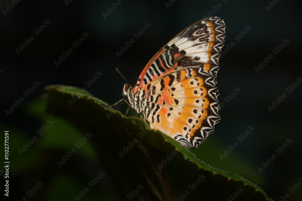 Obraz premium The Red Lacewing (Cethosia biblis) is a striking butterfly species belonging to the family Nymphalidae. Known for its vibrant coloration and intricate wing patterns