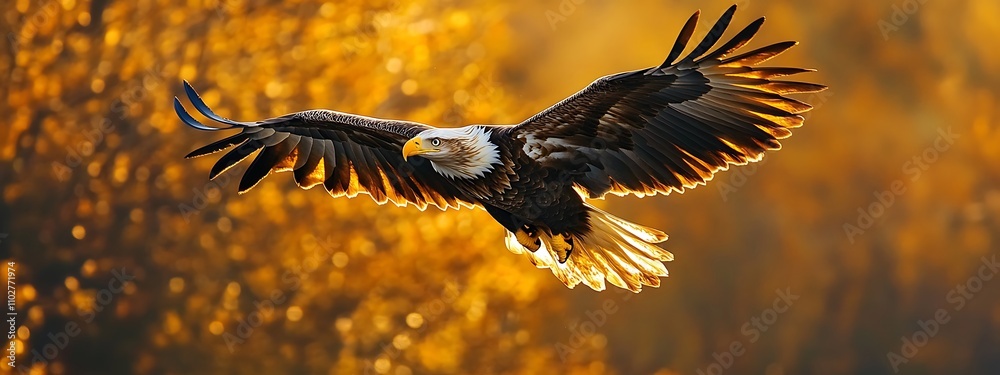Obraz premium Majestic Eagle in Flight Against Golden Sunset Forest Backdrop