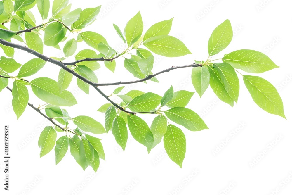 Green ash leaf isolated on a white background, close up Green ash leaf isolated on a white background, close up