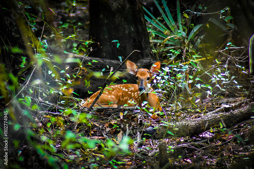 Young deer resting by tree