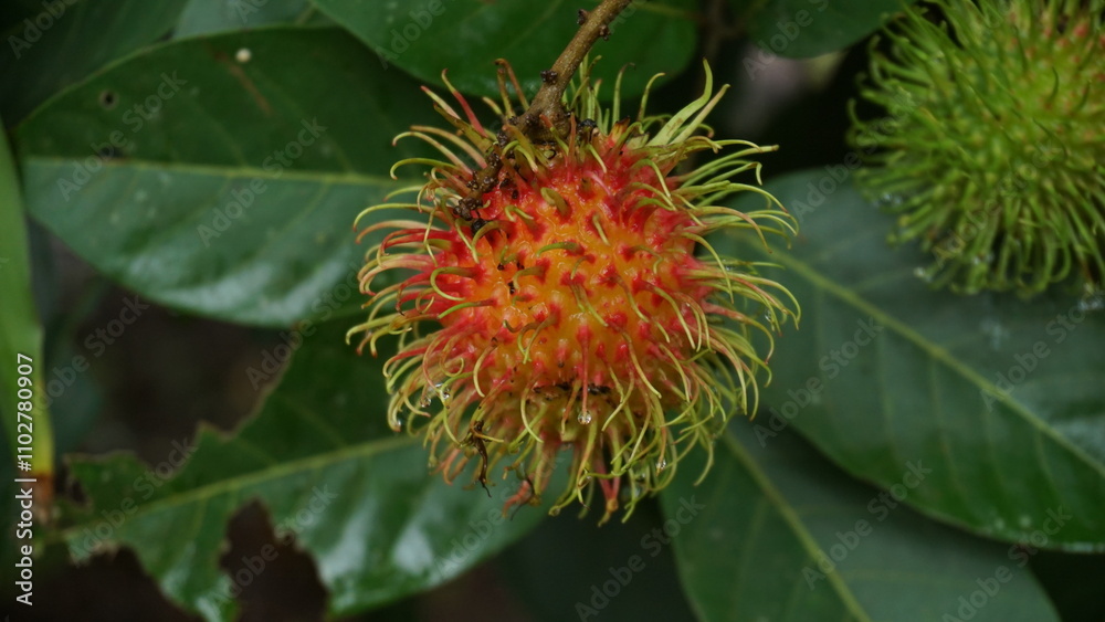 Rambutan Tree Laden with Ripe Fruits Rambutan Tree Laden with Ripe Fruits