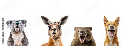 Koala, Kangaroo, Wombat and Dingo with funny surprised expression on faces. Australian animals. Space for text, promo or ad. White background.  photo