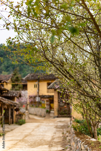 Spring landscape in Ha Giang - Northern mountainous province of Vietnam