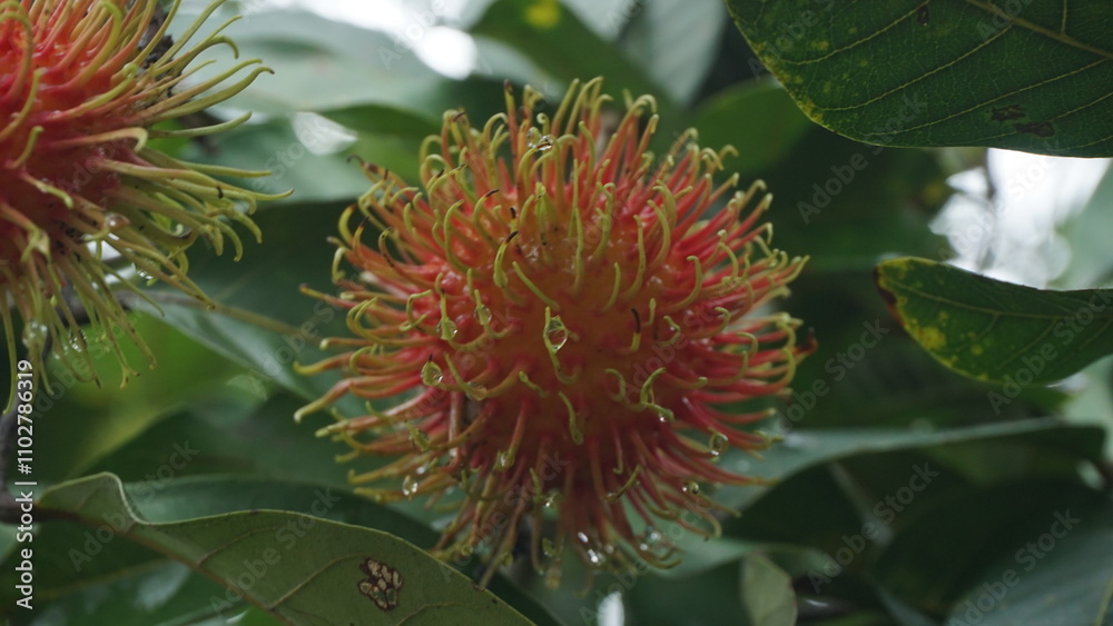 Rambutan Tree Laden with Ripe Fruits Rambutan Tree Laden with Ripe Fruits