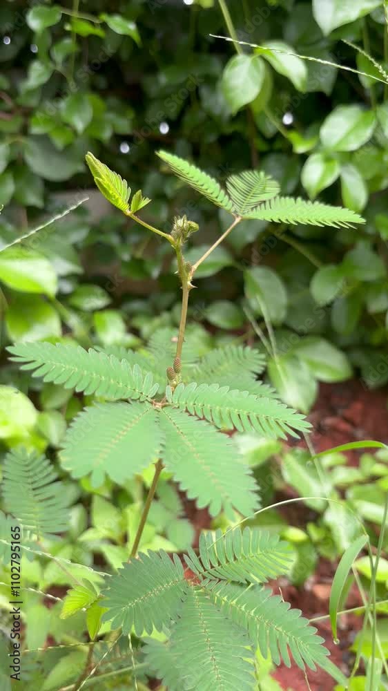 Lush Mimosa pudica trees