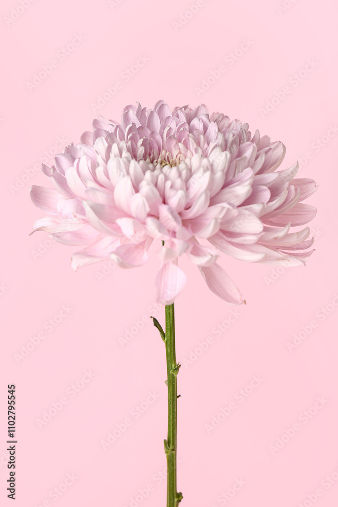 Beautiful chrysanthemum flower on pink background