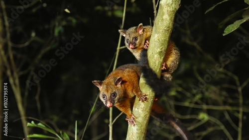 night shot of an adult and young coppery brushtail possum climbing on tree trunk photo