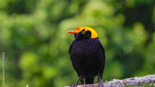 close up front view of a male regent bowerbird perching on a branch photo