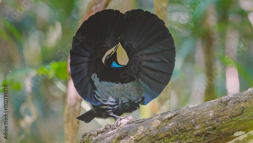 front view clip of a male victoria's riflebird's mating display