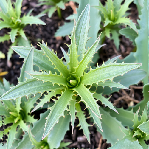 Bryophyllum pinnatum plant, air plant, airplant, Canterbury bells, cathedral bells, curtain plant, floppers, good luck leaf, green mother of millions, leaf of life, life plant, live leaf photo