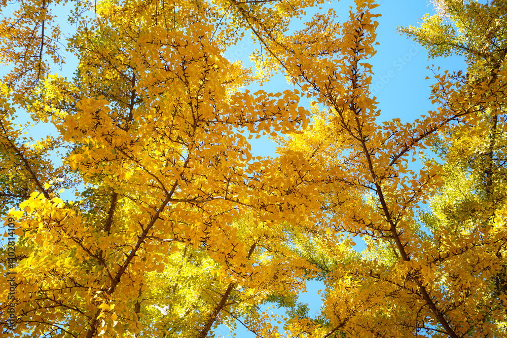 Golden Ginkgo Leaves in Beijing Ditan Park Golden Ginkgo Leaves in Beijing Ditan Park