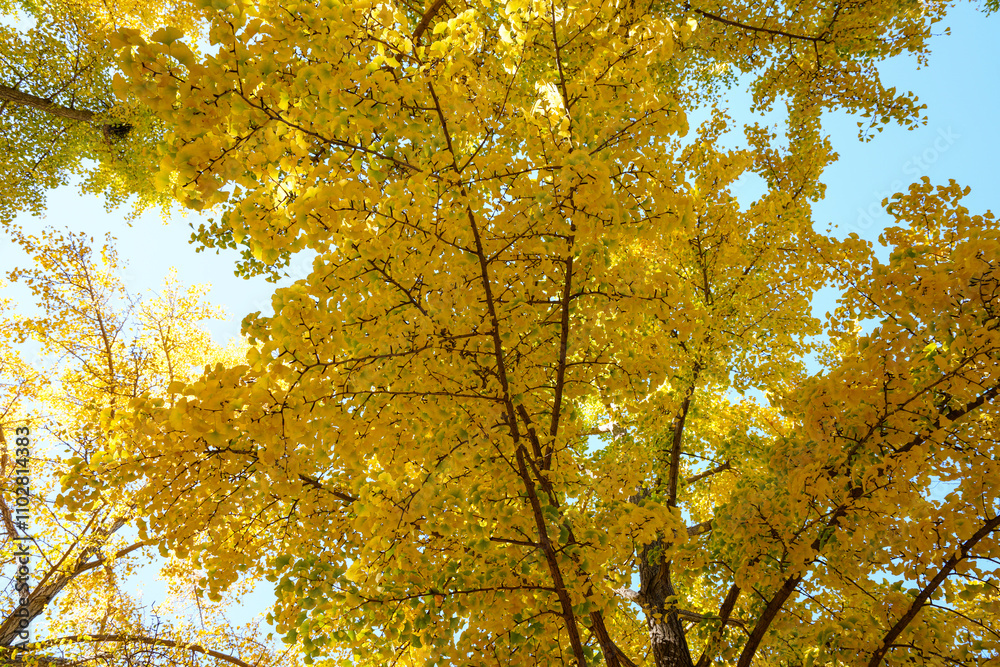 Golden Ginkgo Leaves in Beijing Ditan Park Golden Ginkgo Leaves in Beijing Ditan Park