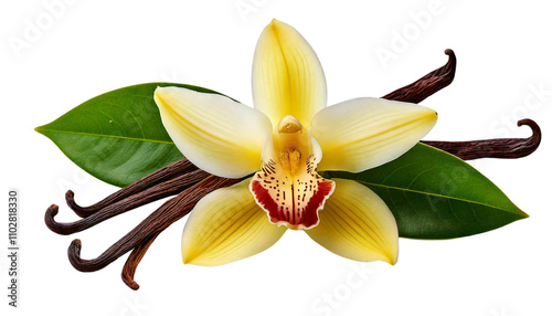 Beautiful Vanilla Blossom with Pods and Green Leaves Isolated on White Background photo