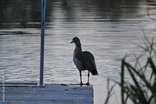 Auszeit am Steg photo