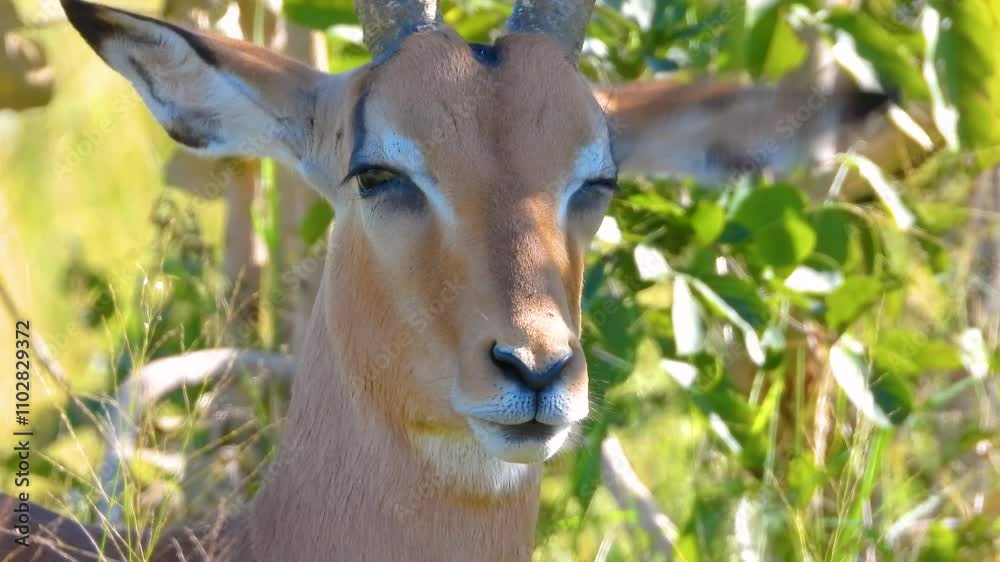 Antelope Staring Off Into Distance in South Africa, Extreme Close Up Antelope Staring Off Into Distance in South Africa, Extreme Close Up