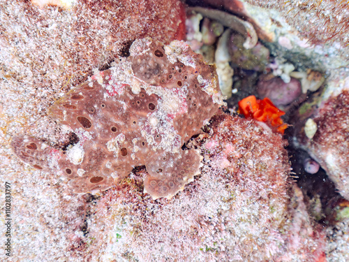 エスカ（触手）を振って魚を呼び寄せて狩る、巨大なオオモンカエルアンコウ（カエルアンコウ科）。
英名学名：Giant Frogfish, Antennarius commersoni
自分よりも大きな獲物でも、１０倍に広がる大きな口で丸呑みにする。
その速度は0.0001秒。生物界最速のハンターである。

静岡県伊豆半島賀茂郡南伊豆町中木ヒリゾ浜2024年
 photo