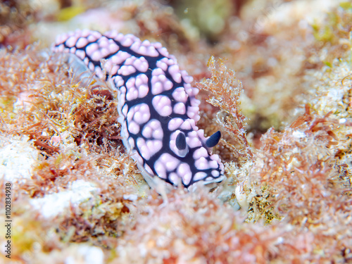 美しいツブツブコイボウミウシ（イボウミウシ科）。
英名学名：Tsubutusubukoibo Sea slug (Phyllidiella pustulosa)
静岡県伊豆半島賀茂郡南伊豆町中木ヒリゾ浜2024年
 photo