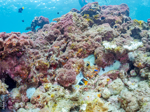 高海水温が続いているのでサンゴの白化現象が起きている。
美しいイソギンチャク畑の可愛いクマノミ（クマノミ亜科）ペア、ミツボシクロスズメダイ（スズメダイ科）他の群れ。
英名学名：
Yellowtail clownfish (Amphiprion clarkii)
Threespot dascyllus (Dascyllus trimaculatus) 
南伊豆町中木ヒリゾ浜2024年
 photo