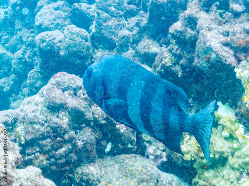 巨大で美しいイシダイ（イシダイ科）。
老成魚はその姿から「クチグロ」と呼ばれる。
英名学名：Parrot Fish, Knifejaw (Oplegnathus fasciatus
静岡県伊豆半島賀茂郡南伊豆町中木ヒリゾ浜2024年
 photo