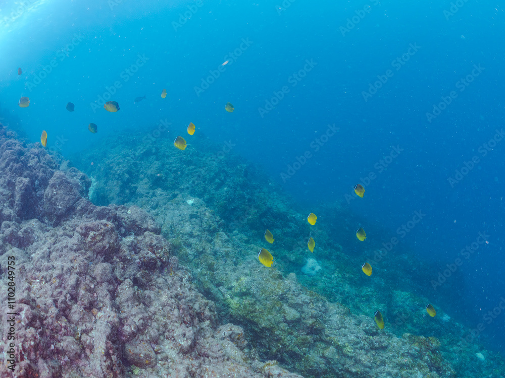 Fototapeta premium 美しいチョウチョウウオ（チョウチョウウオ科）の群れ他。 英名学名：Oriental ButterflyFish (Chaetodon aurites) 静岡県伊豆半島賀茂郡南伊豆町中木ヒリゾ浜2024年 