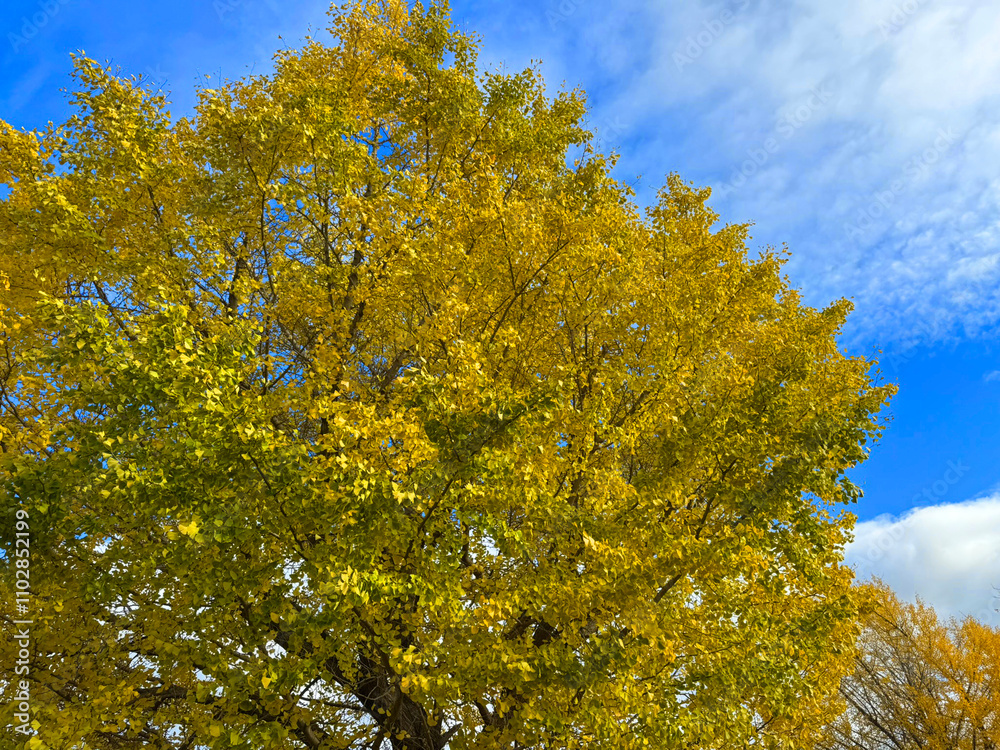 Fototapeta premium イチョウの木