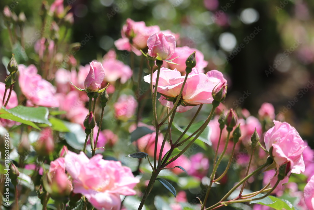 Obraz premium Rose garden