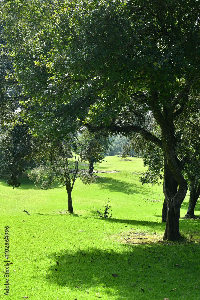 Bosque y naturaleza verde al aire libre en las ruinas de Iximché en Guatemala. Bosque y naturaleza verde al aire libre en las ruinas de Iximché en Guatemala.