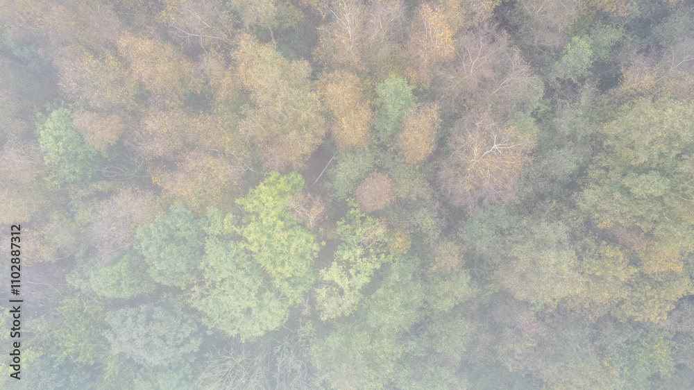 An aerial shot showcases a vibrant forest in autumn, highlighting diverse foliage and rich biodiversity An aerial shot showcases a vibrant forest in autumn, highlighting diverse foliage and rich biodiversity
