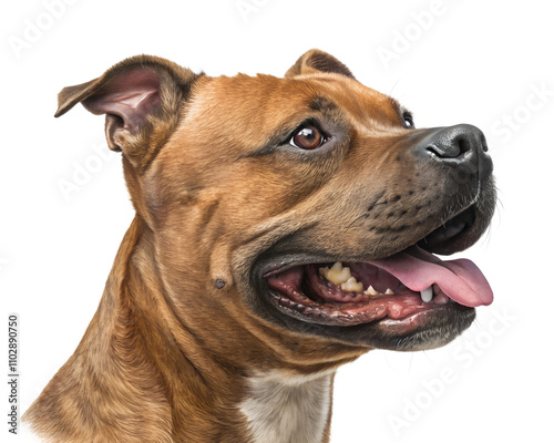 Staffordshire bullterrier portrait isolated on white background. Staffordshire bullterrier headshot on white