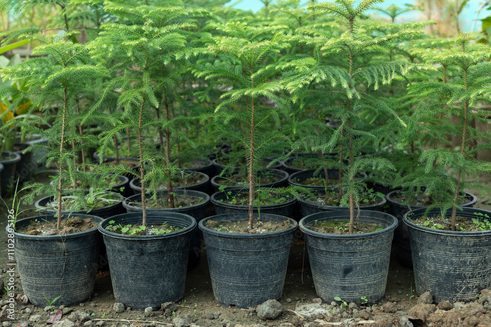 Araucaria small plants growing in plastic pots Araucaria small plants growing in plastic pots