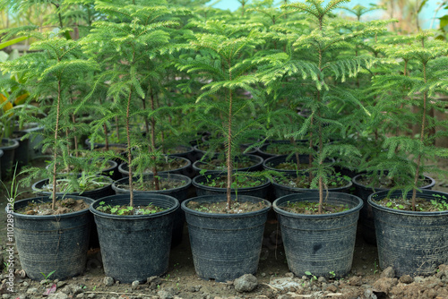 Araucaria small plants growing in plastic pots