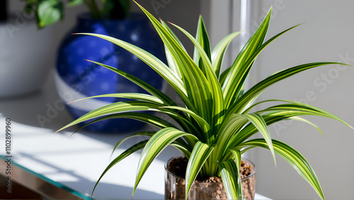 Dracaena janet craig in a decorative pot with striped green sword-shaped glossy leaves on transparent background photo