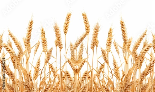 Horizontal wheat ears isolated on a white background with clipping path. Full Depth of field