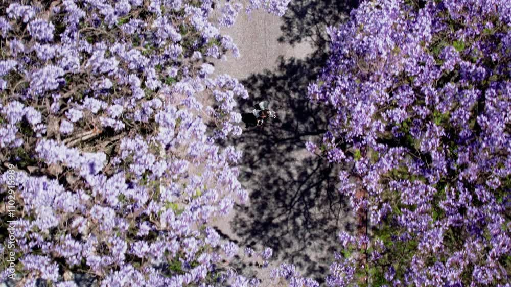 Aerial view of a woman strolls beneath vibrant purple jacaranda trees, enjoying the beauty of spring