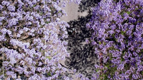 Aerial view of a woman strolls beneath vibrant purple jacaranda trees, enjoying the beauty of spring