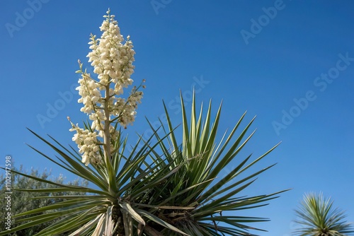 Tall yucca plant against a blue sky with long thin sword-shaped leaves and flowers, plant, cloud, floral photo