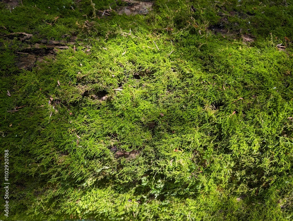 Background with moss. For design Background with moss. For design