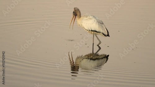 Wood stork Standing in the pond under sunset light