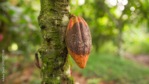 Frosty pod rot on cacao, white fungal mycelium on surface, fungi infection cocoa plantation, indonesia