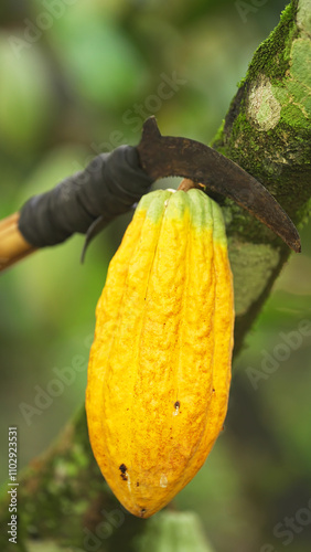 close-up, cacao farmer harvesting ripe yellow cocoa pod with a curved blade attached to a pole on farm photo