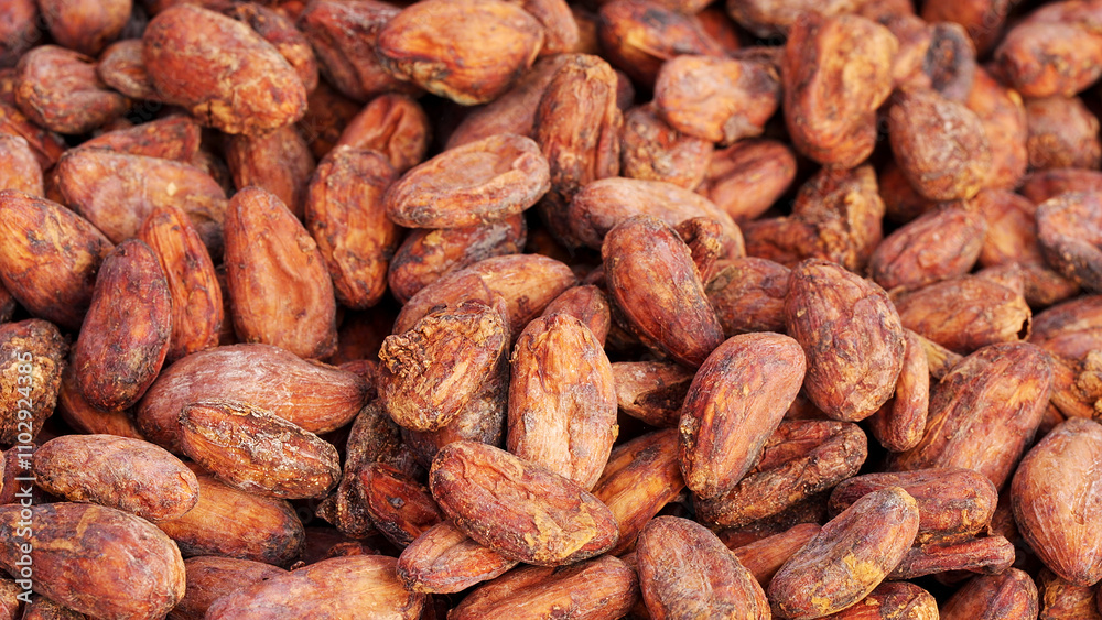Close-up of fermented and dried cocoa or cacao beans Close-up of fermented and dried cocoa or cacao beans