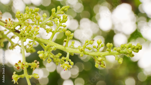 Close-up of flowers and flower buds of the common mango tree, mangifera indica in southeast asia