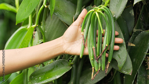 Farmer's hands checking vanilla beans or pods on a plant in a plantation, planifolia orchid