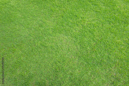 Green grass lawn texture background, greenery field for golf course turf with grassy meadow pattern top view for natural environmental park in spring or summer wallpaper backdrop