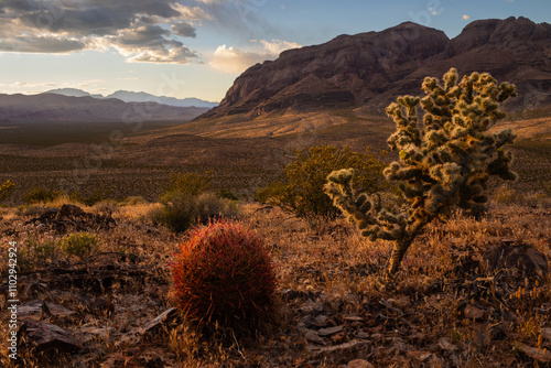 Cactus at sunset 