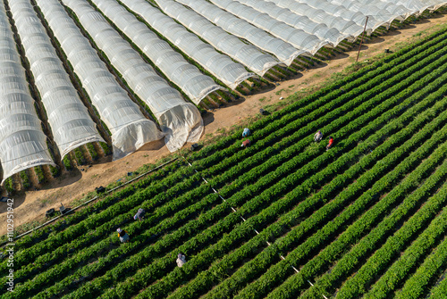 Aydın Province, Nazilli District Strawberry cultivation and strawberry greenhouses photo