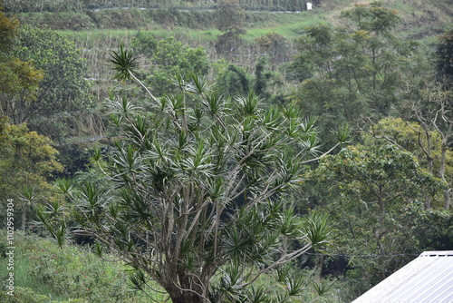 ORNAMENTAL PLANTS Pandanus sea has an ecological function to prevent coastal abrasion, reduce the impact of tides on land ecosystems, mitigate tsunamis photo