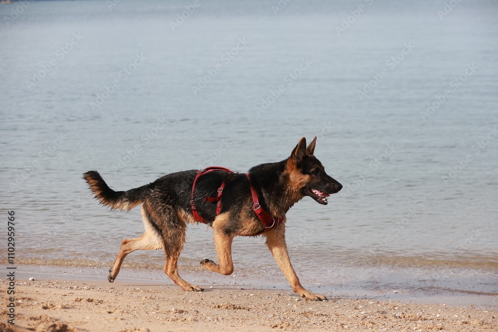 dog runs along the beach in a spray of water dog runs along the beach in a spray of water