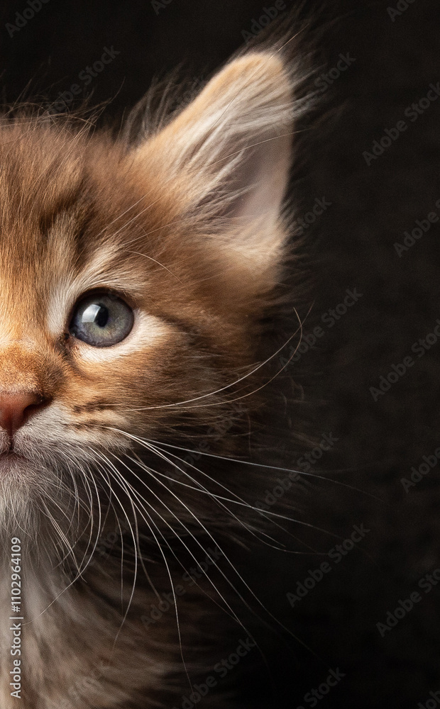 Portrait of Mr. Jinx, the kitten Portrait of Mr. Jinx, the kitten