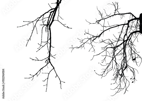 Silhouette of bare tree with branches isolated on white. Black and white vector illustration
